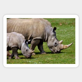 Southern White Rhino Rhinoceros Sticker